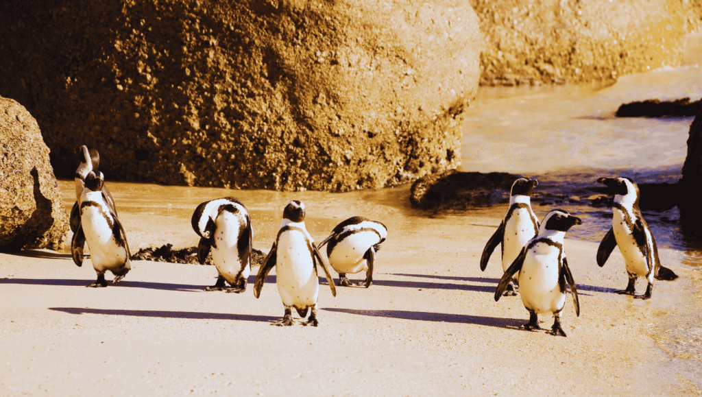 Cape Town Penguins