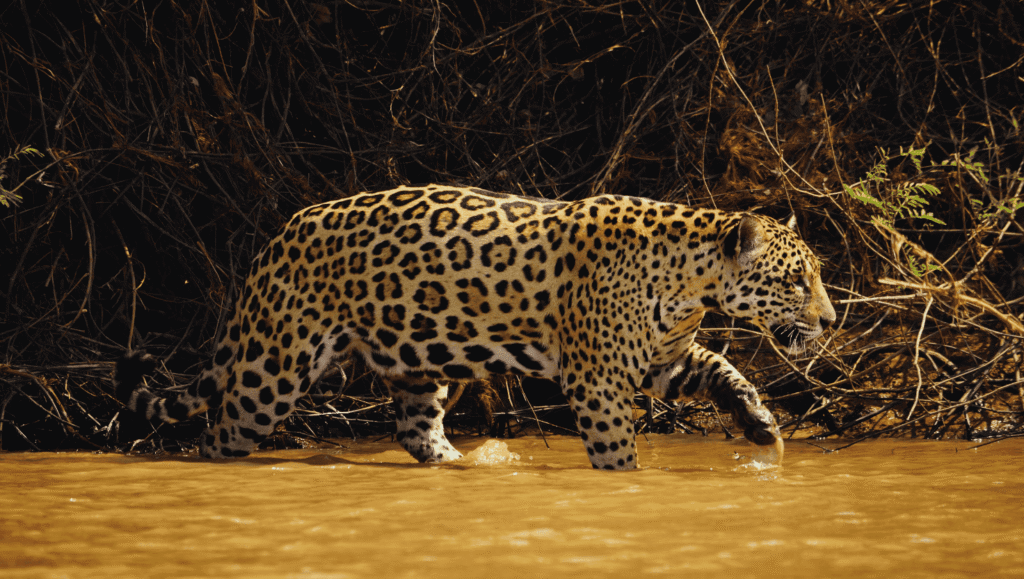 Safari in Porto Jofre