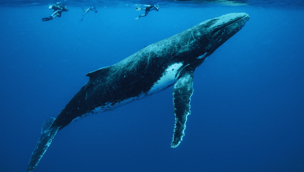 Tonga whale swimming